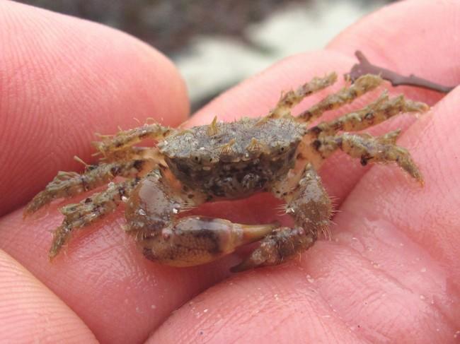 Encore un petit crabe