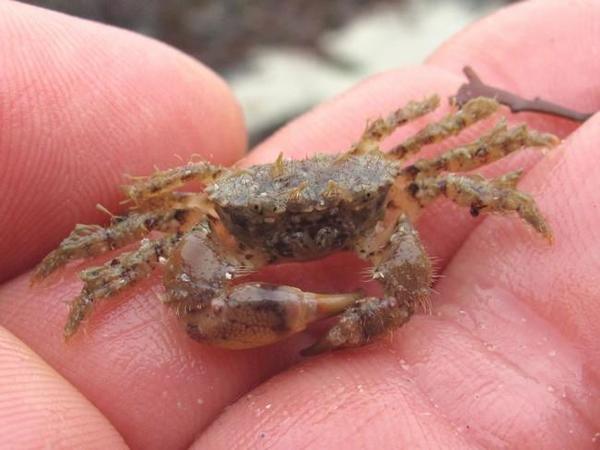 Encore un petit crabe