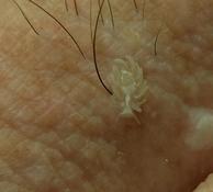 Encore un petit nudibranche