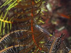 Encore un petit poisson dans les crinoïdes