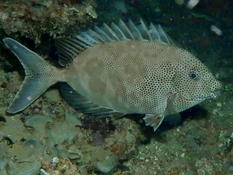 ,Encore un poisson lapin je suppose mais lequel ? Stiganus stellatus?
