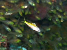 encore un pt poisson