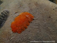 encore un Stylochus rouge - orange
