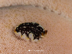 Encore un vers plat à identifier de Lembeh