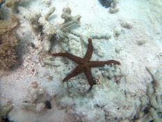 Encore une étoile de mer mais laquelle ?