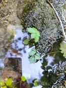 Encore une plante aquatique (2)
