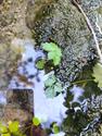 Encore une plante aquatique (2)