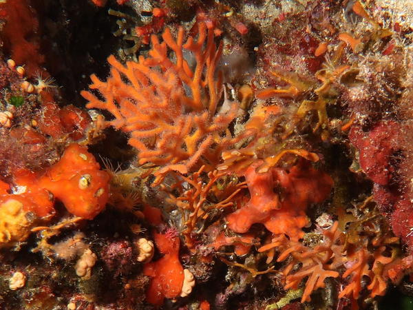 Entoproctes ?