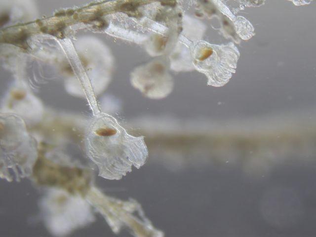 et voici la seconde: <br />de "mystérieux polypes" sur un hydraire Tamarisca tamarisca.