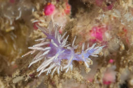 Eolidien de la Côte Bleue