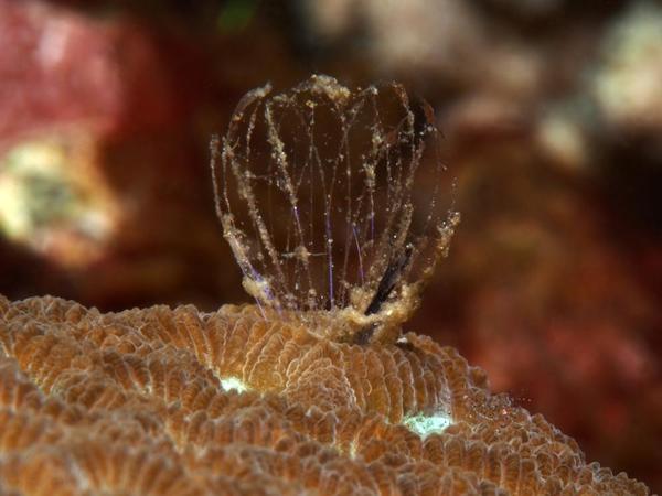Epibionte corail, ou parasite?