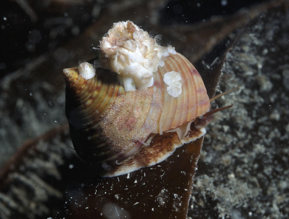 <p>Bonjour Michèle,</p><p>Voici un exemple pour confirmer ce qu'écrit Florence. On observe sur ce Calliostome quelques balanes vivantes et un organ...