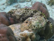 Epinephelus macrospilos