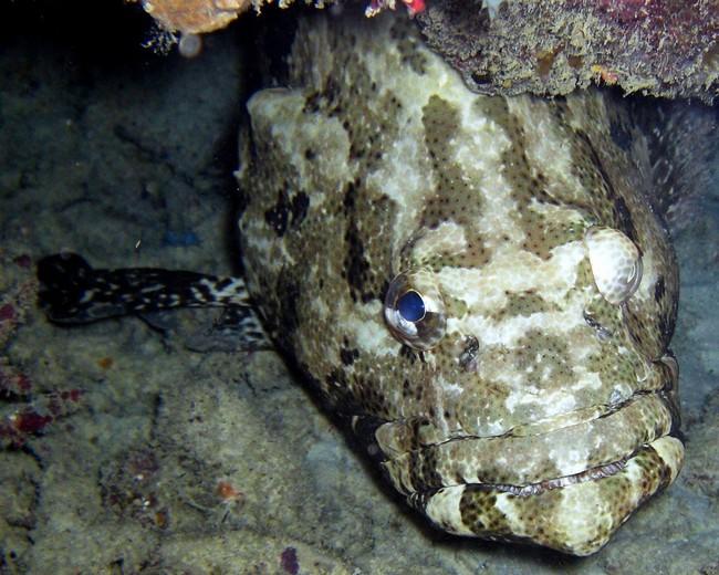 Epinephelus Mike Tysonus ?!