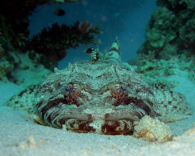 Celui-ci, c'est un poisson crocodile !