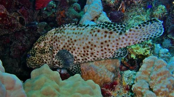 Epinephelus tauvina ?