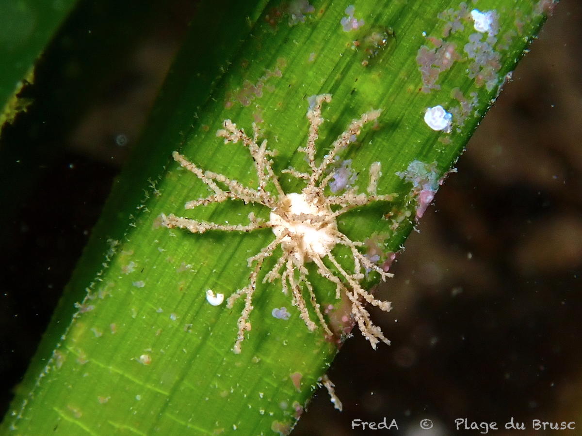 Epiphyte ramifié de la posidonie