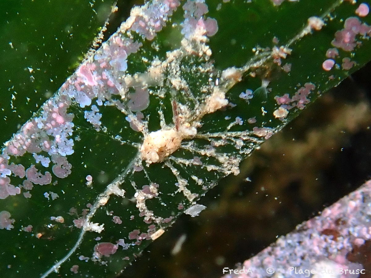 <p>Variante adhérente</p>