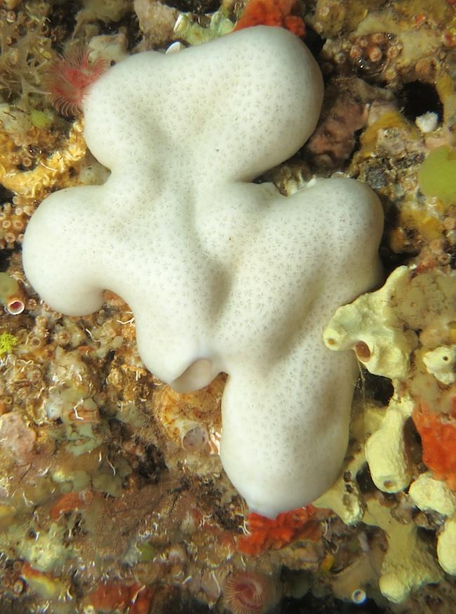 Bonsoir,<br /><br />oui, je pense qu'il s'agit bien d'une éponge-rognon <em>Chondrosia reniformis</em> Nardo, 1847, <a href="http://doris.ffessm.fr...