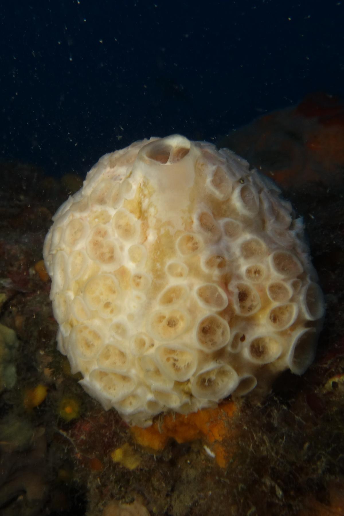 Eponge à cratères en forme de balle