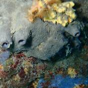 Eponge aux oscules en forme de petits volcans