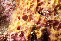 Eponge bicolore