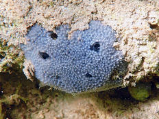 Eponge bleue de la lagune de Salses-Leucate