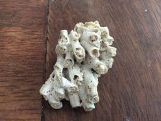 Éponge calcifiée ? Corail ?