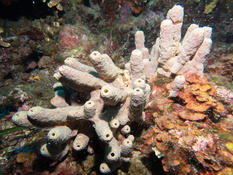 Eponge cavernicole jaune ou d'une Vérongia ?