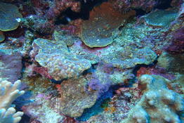 Eponge, corail ou autre ?