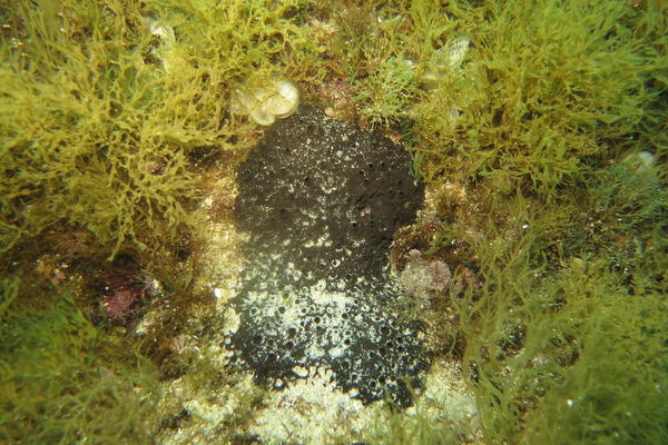 éponge cornée noire ?