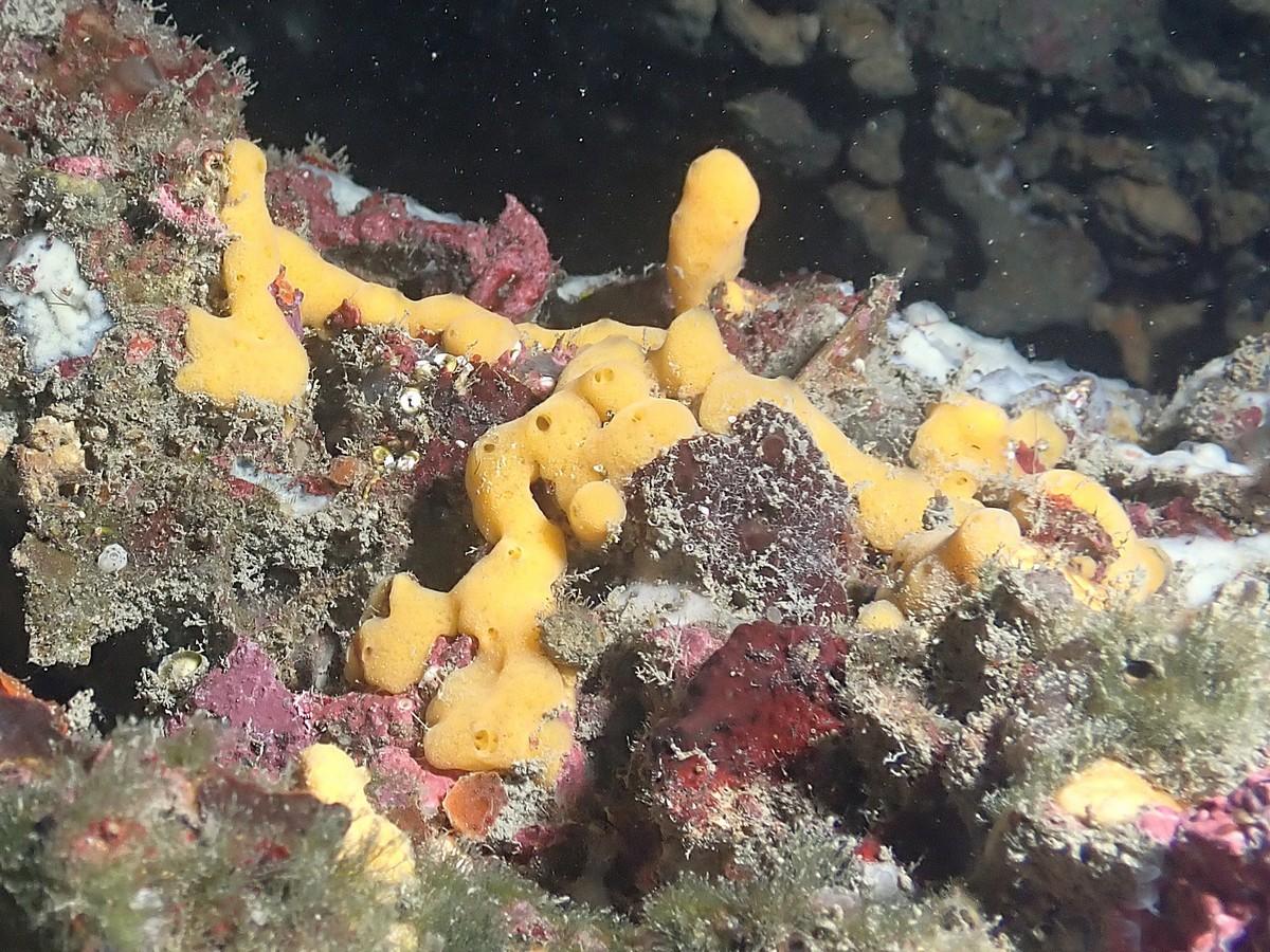 Éponge-coussinet orange ?