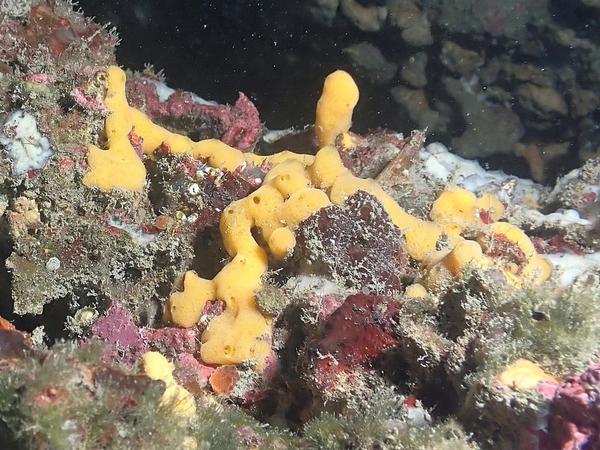 Éponge-coussinet orange ?