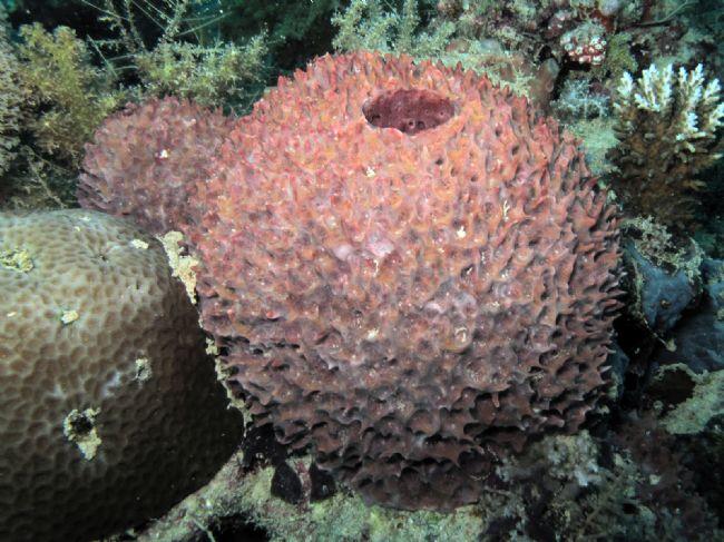 Autre photo, je pense que c'est la même espèce, toujours à Mayotte