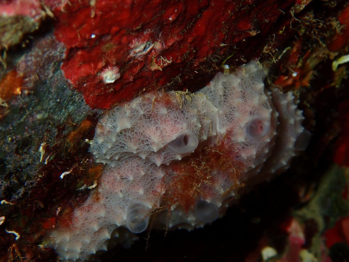 Eponge Dysidea fragilis?