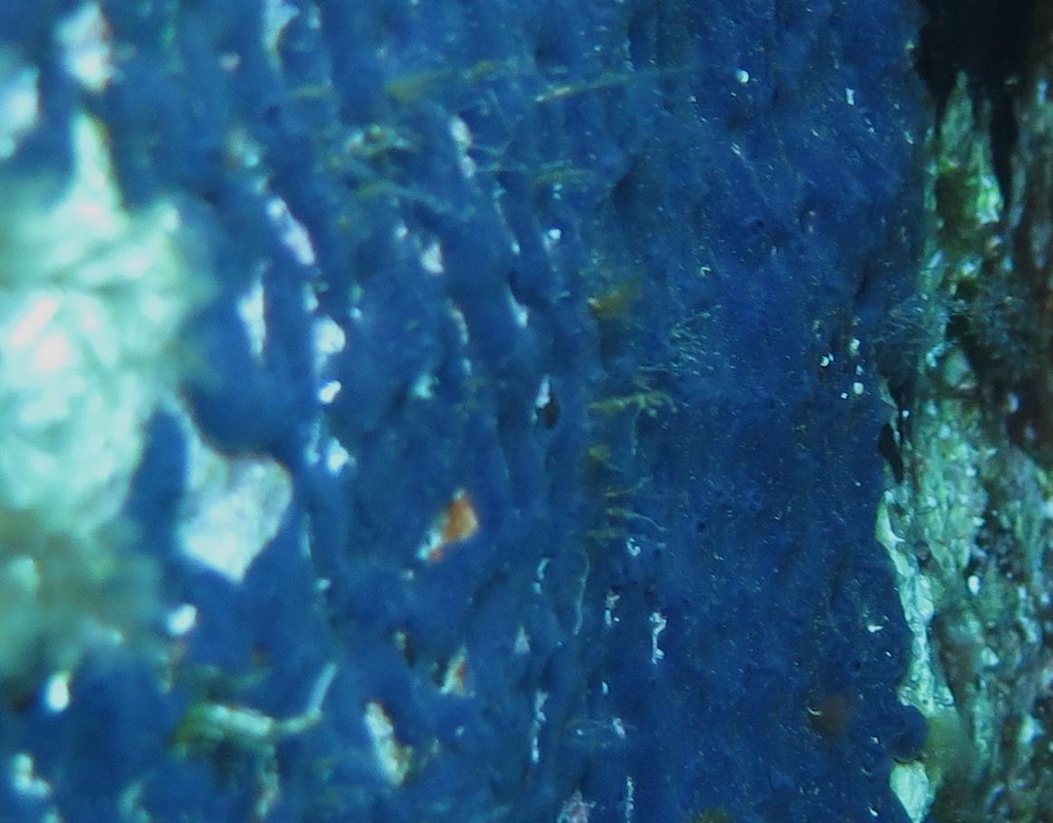 Eponge encroûtante bleue, confirmation ?