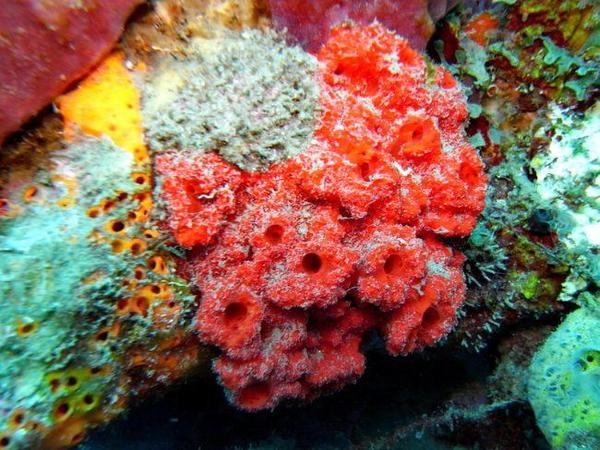 Eponge encroûtante fleurs rouges? (caraïbes)