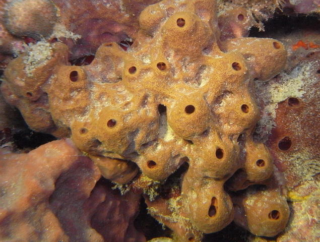 Eponge encroûtante meringue molle marron? (caraïbes)