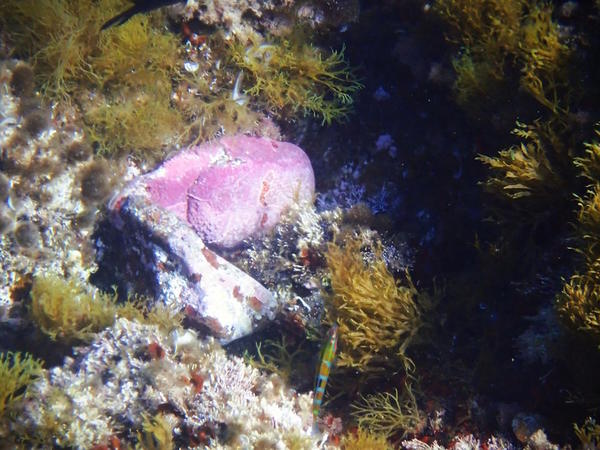 Eponge encroutante rose
