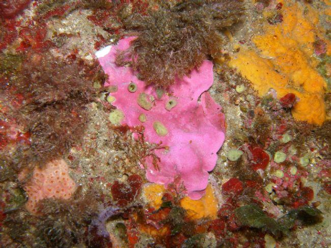 Eponge encroutante "rose fluo"
