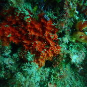 Eponge  épineuse orange Acanthella acuta