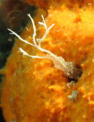 Eponge filiforme ?