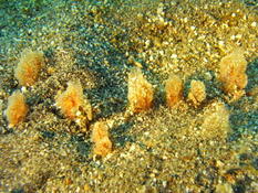 Eponge flamme des sables (caraïbes)