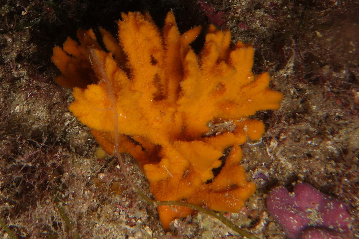 Eponge hirsute orange