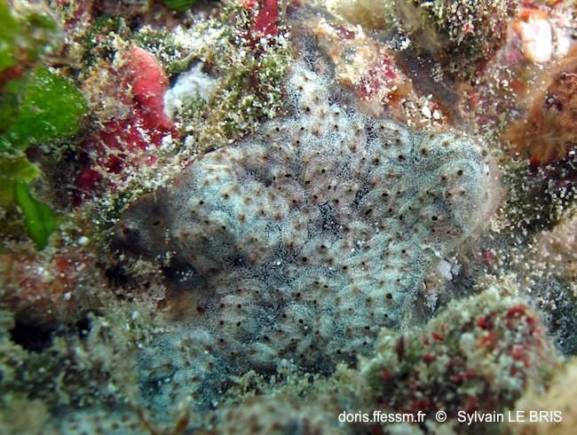 Mr W,<br />Not sponge, but ascidian !<br />Et sans doute <em>Symplegma</em> sp. (hot species)<br />ci joint une photo de Sylvain Le Bris appartenan...