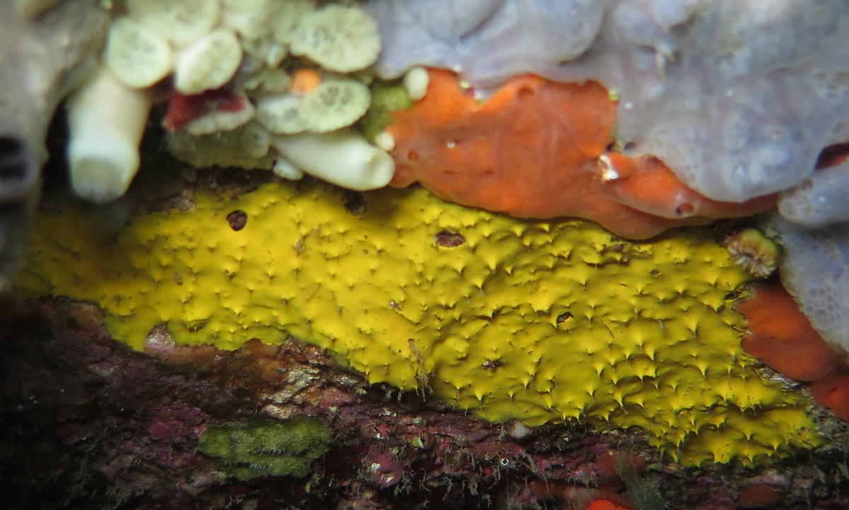 Eponge jaune crémeuse à bulles ?