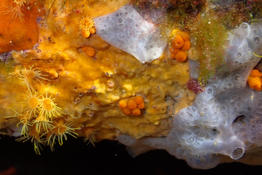 Eponge jaune de Méditerranée