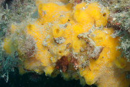 Eponge jaune en Méditerranée