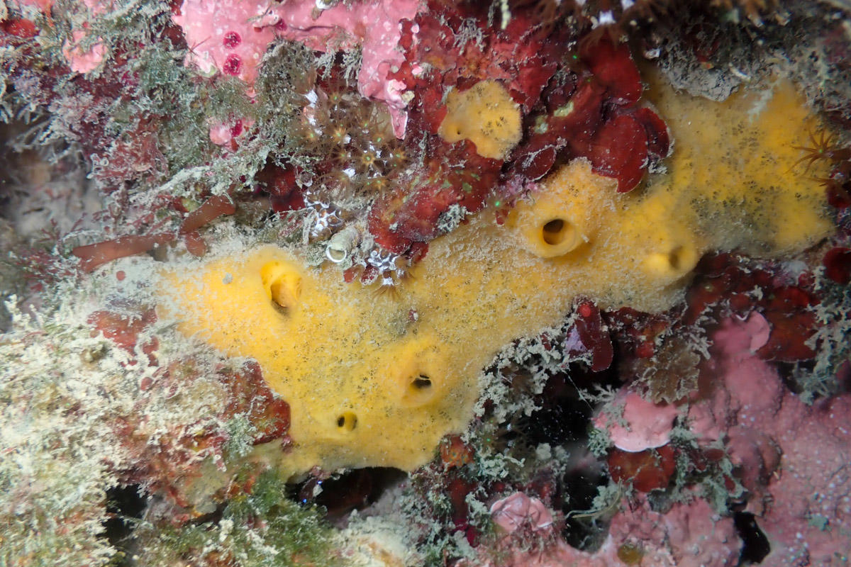 <p>2e individu, colonie moins épaisse.</p>