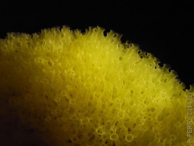 Eponge jaune fluo orgue (Caraïbes)